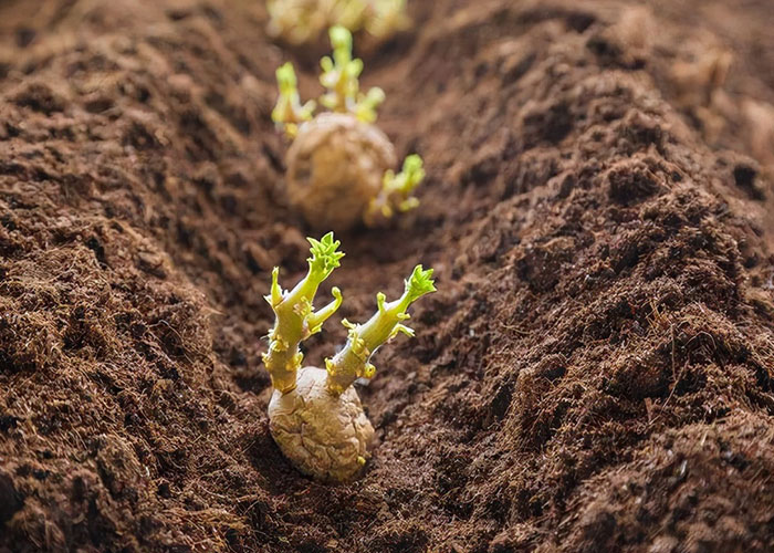 麗星淀粉設備廠家分析馬鈴薯科學種植技術要點